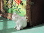 the kitty of GANGLAMEDO